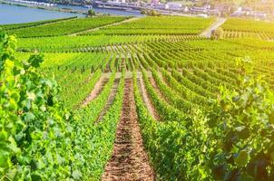 paisagem de campos verdes de vinhas com linhas de videira foto
