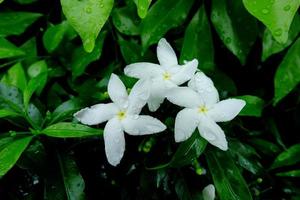flores de jasmim crepe branco com pingos de chuva, jasmim crepe branco gerdenia com orvalho, flores brancas e folhas com gotas de água nas folhas foto