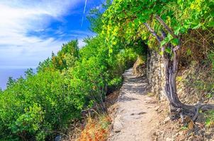 trilha de caminho de pedra para caminhadas de pedestres entre as aldeias de corniglia e vernazza com árvores verdes, fundo de céu azul foto