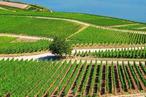 paisagem de campos verdes de vinhas com videiras nas colinas no desfiladeiro do Reno ou vale do rio Reno foto