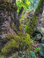 natureza floresta de árvores musgosas na colina, floresta profunda nas grandes árvores foto