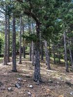 floresta na colina, floresta profunda nas grandes árvores foto