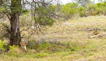 leões no safari no parque nacional mpumalanga kruger na áfrica do sul. foto