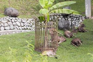 recinto de veados em taman rusa. veados perdana jardins botânicos. foto