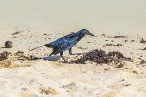 pássaro grackle-de-cauda-grande está comendo sargazo na praia do méxico. foto