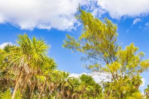 tropical praia palmeiras abetos céu azul natural méxico. foto