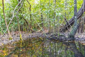 floresta tropical vida marinha na lagoa sump água natureza méxico. foto