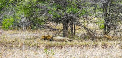 leão dorme safári no parque nacional mpumalanga kruger, áfrica do sul. foto