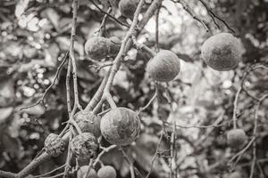 árvore de planta tropical com sementes de bolas de frutas redondas verdes méxico. foto