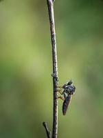 os asilidae são a família das moscas ladrões, também chamadas de moscas assassinas foto