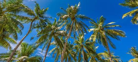 palmeira de coco com céu azul, fundo de raios de sol tropical lindo. baixo ponto de vista da natureza exótica com folhas de palmeira. paisagem de viagem foto