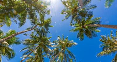 palmeira de coco com céu azul, fundo de raios de sol tropical lindo. baixo ponto de vista da natureza exótica com folhas de palmeira. paisagem de viagem foto