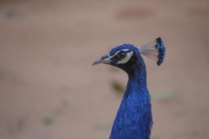 pavão azul do congo, são conhecidos como pavão. foto