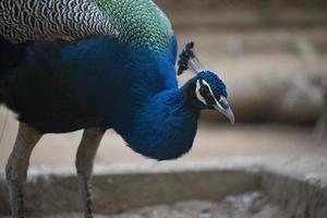 pavão azul do congo, são conhecidos como pavão. foto