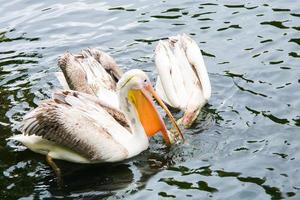 grupo de pelicanos na água um deles com o bico laranja aberto foto