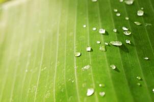 close-up de gota de água em fundos de folha verde de banana foto