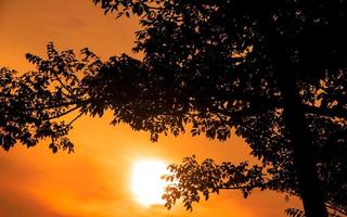 fundo de silhueta de galhos de árvores com céu laranja pôr do sol foto
