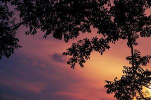 fundo de silhueta de galhos de árvores com céu laranja pôr do sol foto