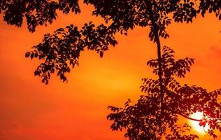 fundo de silhueta de galhos de árvores com céu laranja pôr do sol foto