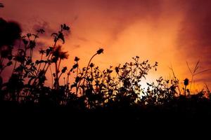 silhueta de grama e fundo de céu vermelho foto