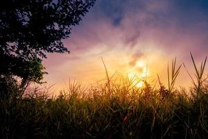 silhueta de grama e árvore com fundo por do sol foto