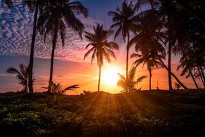 panorama do pôr do sol tropical com coqueiros foto