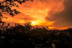 fundo de céu laranja por do sol com silhueta de árvores foto