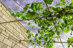 cacho de uvas, foco muito raso lindo verão foto