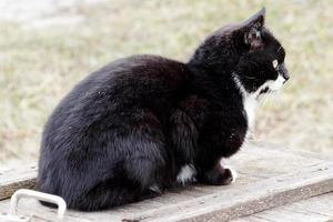 um lindo gato preto sentado em uma caixa de madeira foto