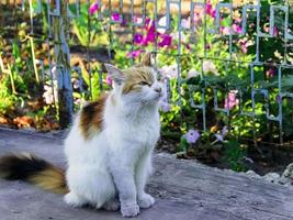 fofo gato multicolorido sentado na estrada. gato tem uma cor de pele original interessante. foto