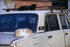 um gato vermelho e preto em um carro velho foto