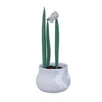 planta de cacto em vaso isolado no fundo branco. foto