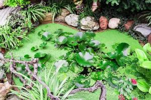 pequeno belo lago com folhas verdes de nenúfares foto