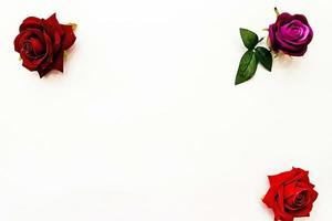 vermelho em rosas roxas em um fundo branco foto