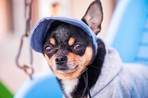 cachorro chihuahua com capuz e boné de beisebol. cachorro ao ar livre. foto