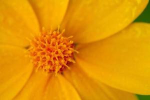 linda flor brilhante. close-up de foto macro de flor amarela.