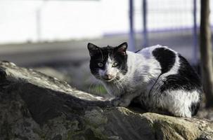 gatos abandonados na rua foto