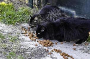 gatos comendo na rua foto