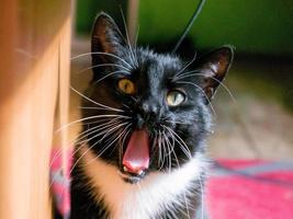 gato preto e branco olhando para frente enquanto boceja.