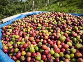 cereja de café na fazenda de café foto