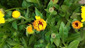 calendula officinalis, o calêndula, calêndula comum, ruddles ou calêndula escocesa, uma planta com flores. Flor da Primavera. foto