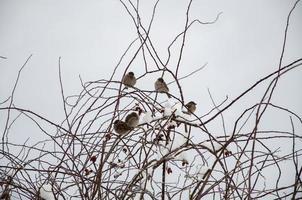 paisagem de inverno com pássaros nos galhos. foto