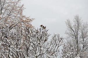 paisagem de inverno com pássaros nas copas das árvores. foto