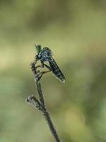 macro insetos mosquitos mosca ladrões foto