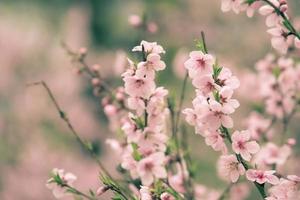 linda flor de cerejeira sakura na primavera foto