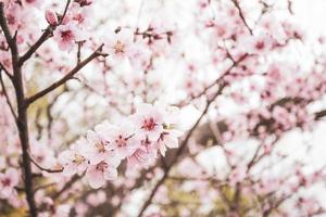 linda flor de cerejeira sakura na primavera foto