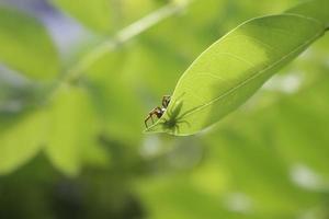 close-up foto de uma pequena aranha vista de baixo e parece que seu corpo é transparente por causa das folhas finas e luz solar intensa. folículo.