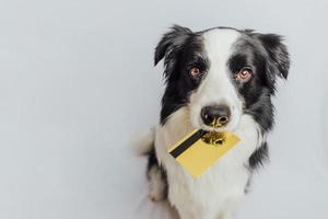 lindo cachorrinho border collie segurando o cartão de crédito do banco de ouro na boca isolado no fundo branco. cachorrinho com cara engraçada de olhos de cachorrinho esperando venda on-line, conceito de finanças de banco de investimento de compras foto