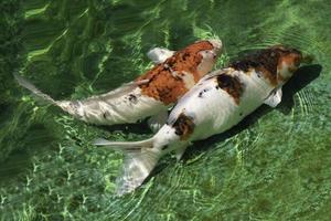 koi japonês na lagoa verde. foto