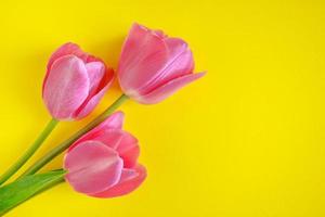 tulipas cor de rosa em um fundo amarelo. foto